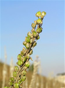 Drimia maritima (sea squills) on Mt. Zion in Jerusalem