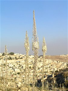 Drimia maritima (sea squills) on Mt. Zion in Jerusalem