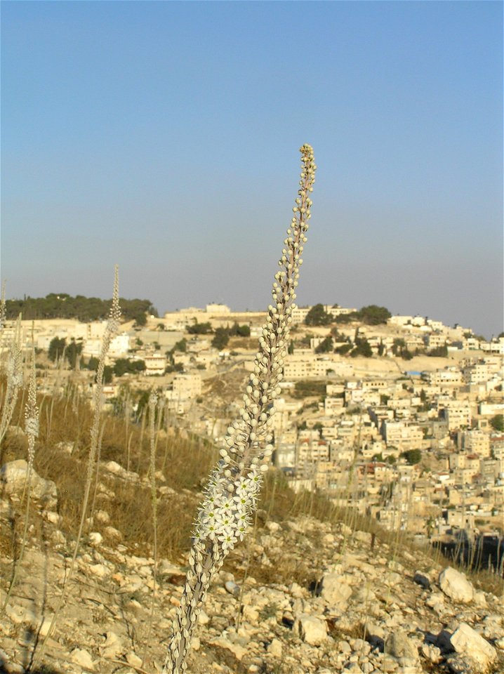 Drimia maritima (sea squills) on Mt. Zion in Jerusalem