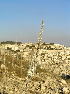 Drimia maritima (sea squills) on Mt. Zion in Jerusalem