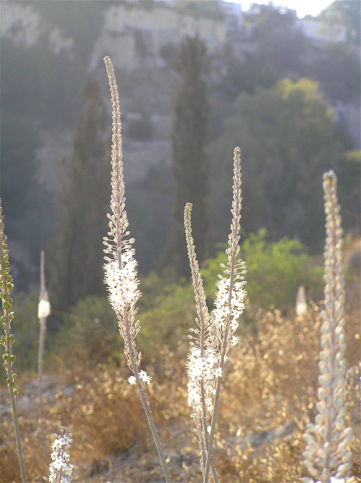 Drimia maritima (sea squills) on Mt. Zion in Jerusalem