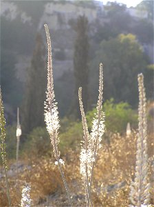 Drimia maritima (sea squills) on Mt. Zion in Jerusalem