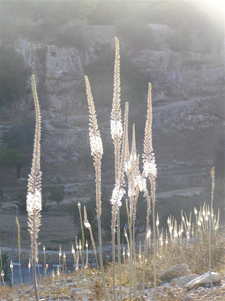 Drimia maritima (sea squills) on Mt. Zion in Jerusalem