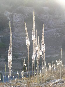 Drimia maritima (sea squills) on Mt. Zion in Jerusalem