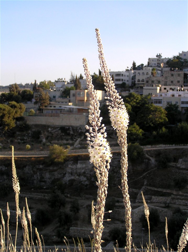 Drimia maritima (sea squills) on Mt. Zion in Jerusalem