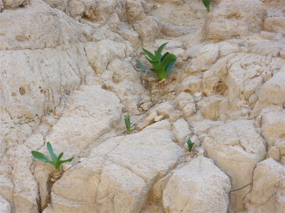 Urginea maritima, Negev Desert, Israel. November 2006.