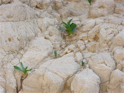 Urginea maritima, Negev Desert, Israel. November 2006.