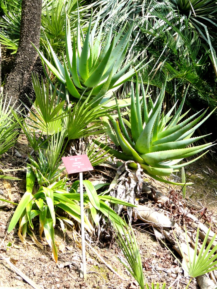 Urginea maritima specimen in the Jardin botanique du Val Rahmeh, Menton, Alpes-Maritimes, France.