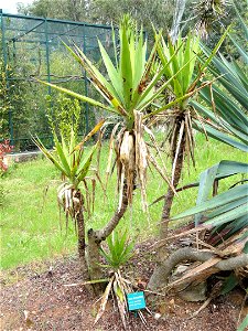 Yucca elephantipes specimen in the Jardin d'oiseaux tropicaux, La Londe-les-Maures, France.