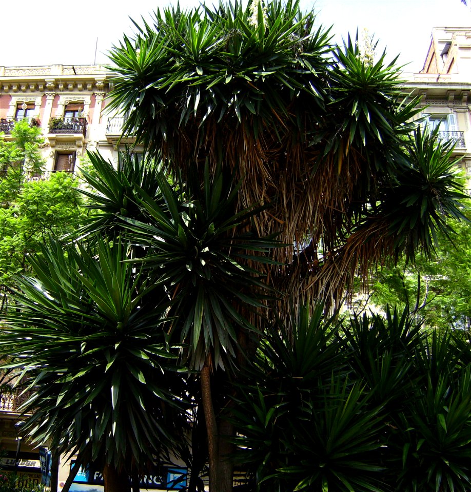 Yucca elephantipes, Barcelona, Letamendi Square