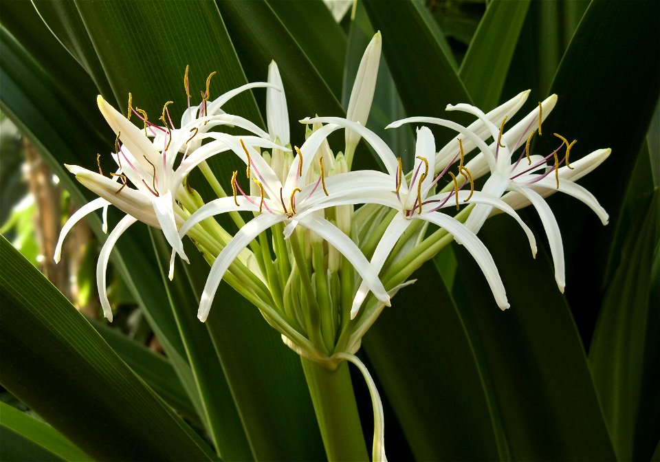 Inflorescence of Crinum pedunculatum growing in cultivation at Birmingham Botanical Gardens, Birmingham, UK