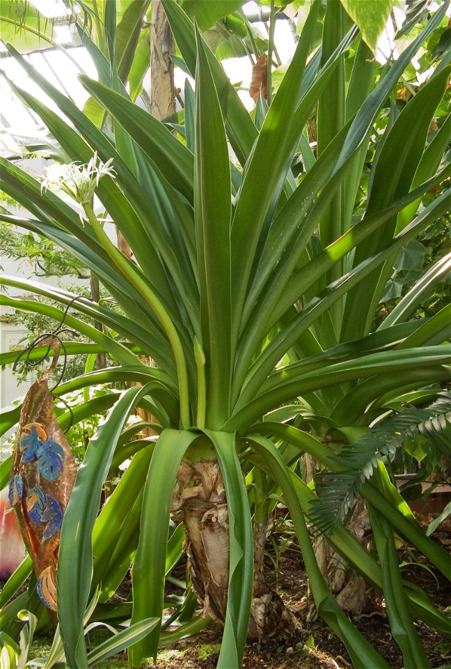 Crinum pedunculatum growing in cultivation at Birmingham Botanical Gardens, Birmingham, UK
