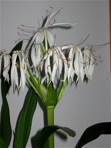 kwiat nieznanej rośliny doniczkowej Crinum asiaticum (?), kwitnącej jesienią (w październiku, listopadzie lub grudniu)