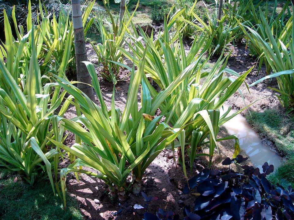 in Royal Flora Expo 2006, Chiangmai, Thailand