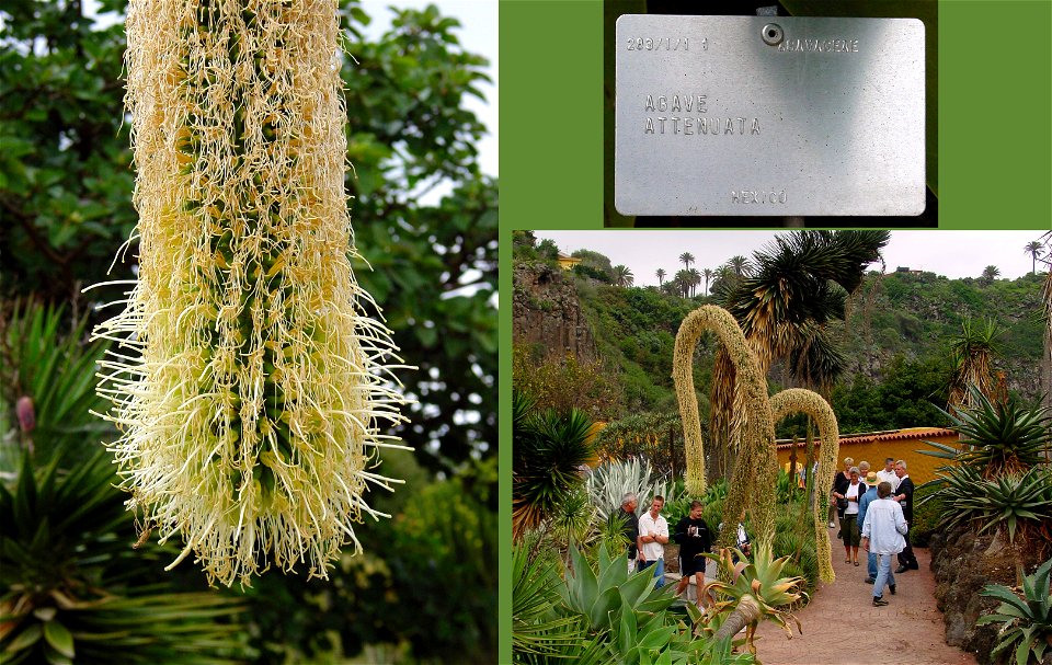 Agave attenuata. Photo taken in the Jardin Botanico Canario, Gran Canaria.


Camera location28° 03′ 50.52″ N, 15° 27′ 46.8″ W View this and other nearby images on: O