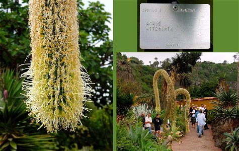 Agave attenuata. Photo taken in the Jardin Botanico Canario, Gran Canaria.


Camera location28° 03′ 50.52″ N, 15° 27′ 46.8″ W View this and other nearby images on: O