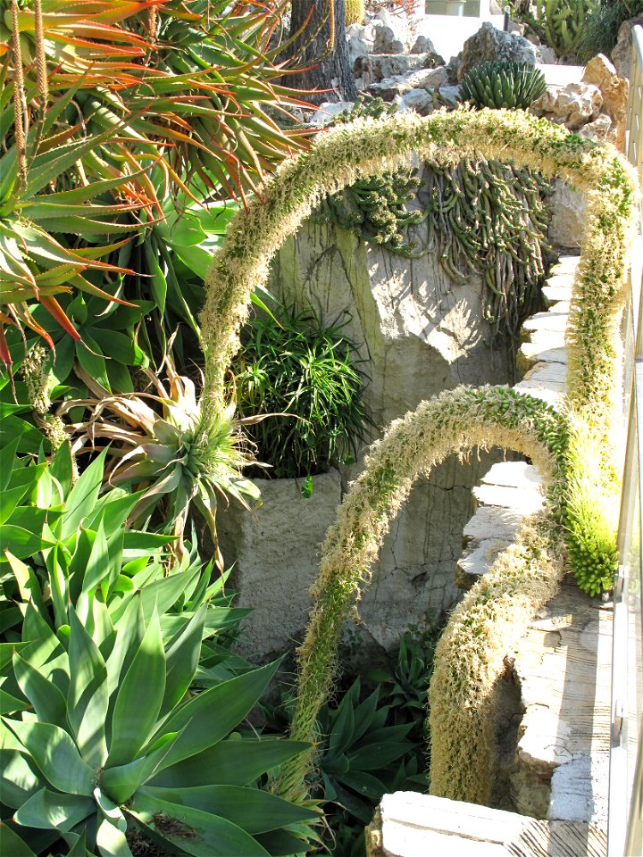Agave attenuata in the exotic garden of Monaco. Identified by label.
Français :  Agave attenuata au jardin exotique de Monaco. Identifié par son étiquette botanique.