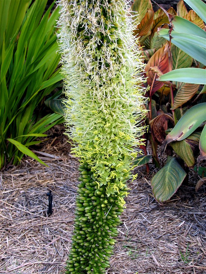 Taken by myself at the Royal Botanic Gardens, Sydney