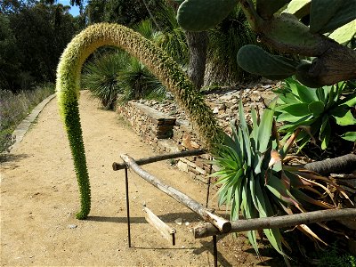 Domaine du Rayol - Agave attenuata. Rayol-Canadel-sur-Mer (Var, France).