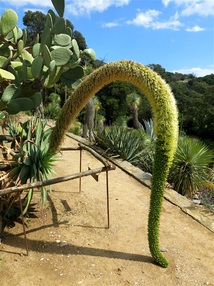 Domaine du Rayol - Agave attenuata. Rayol-Canadel-sur-Mer (Var, France).