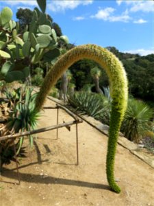 Domaine du Rayol - Agave attenuata. Rayol-Canadel-sur-Mer (Var, France).