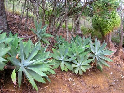 Foxtail Agave in the Koko Crater Botanical Garden, Honolulu, Hawaii, USA.