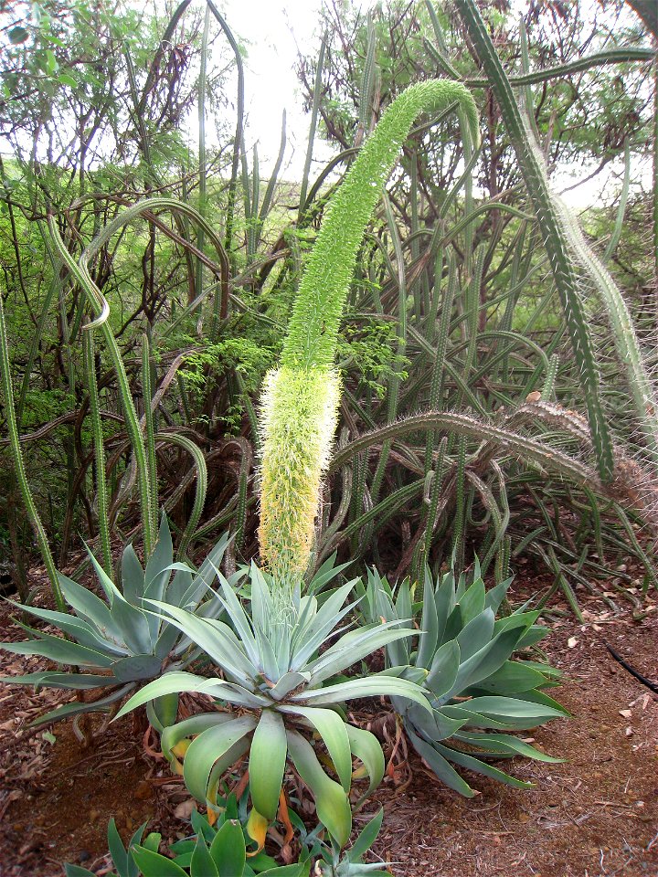 Foxtail Agave in the Koko Crater Botanical Garden, Honolulu, Hawaii, USA.
