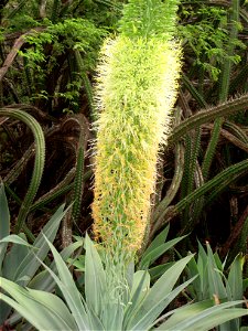 Foxtail Agave in the Koko Crater Botanical Garden, Honolulu, Hawaii, USA.