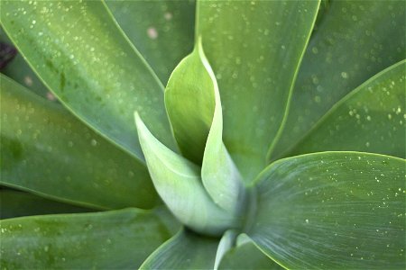 Image title: Green leaves of Agave attenuata Image from Public domain images website, http://www.public-domain-image.com/full-image/flora-plants-public-domain-images-pictures/flowers-public-domain-ima photo