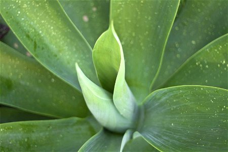 Image title: Green leaves of Agave attenuata
Image from Public domain images website, http://www.public-domain-image.com/full-image/flora-plants-public-domain-images-pictures/flowers-public-domain-ima