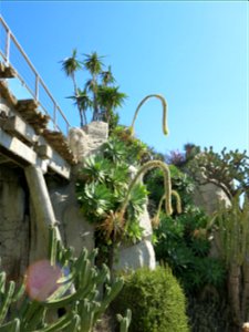 Exotic garden of Monaco.