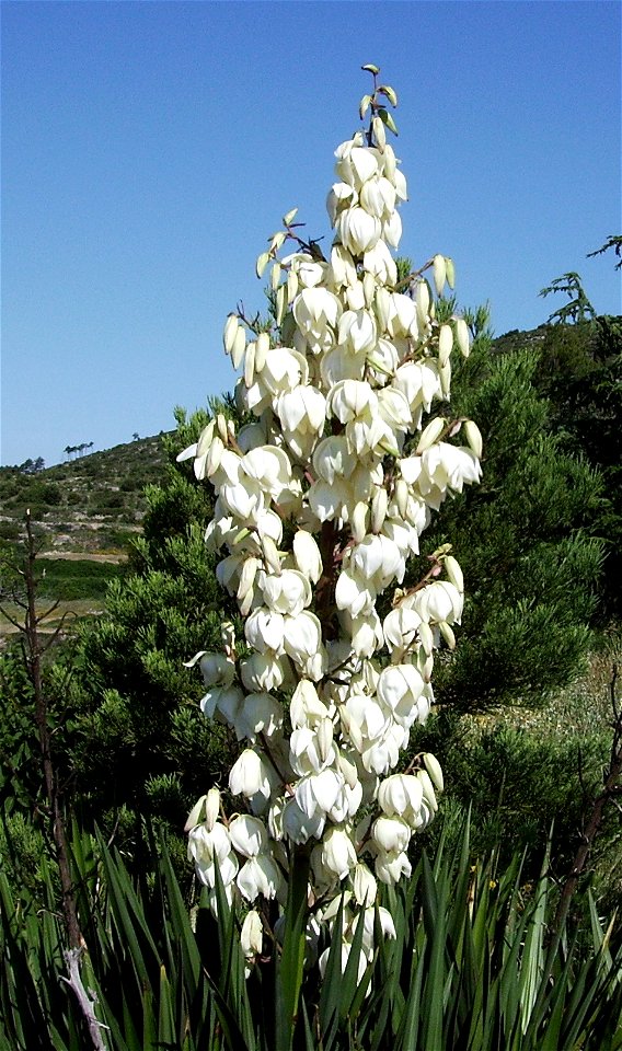 Yucca filamentosa, Castelltallat, Catalonia