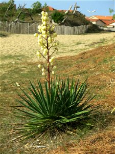 Yucca filamentosa behind the dunes in Capbreton (Landes, France).