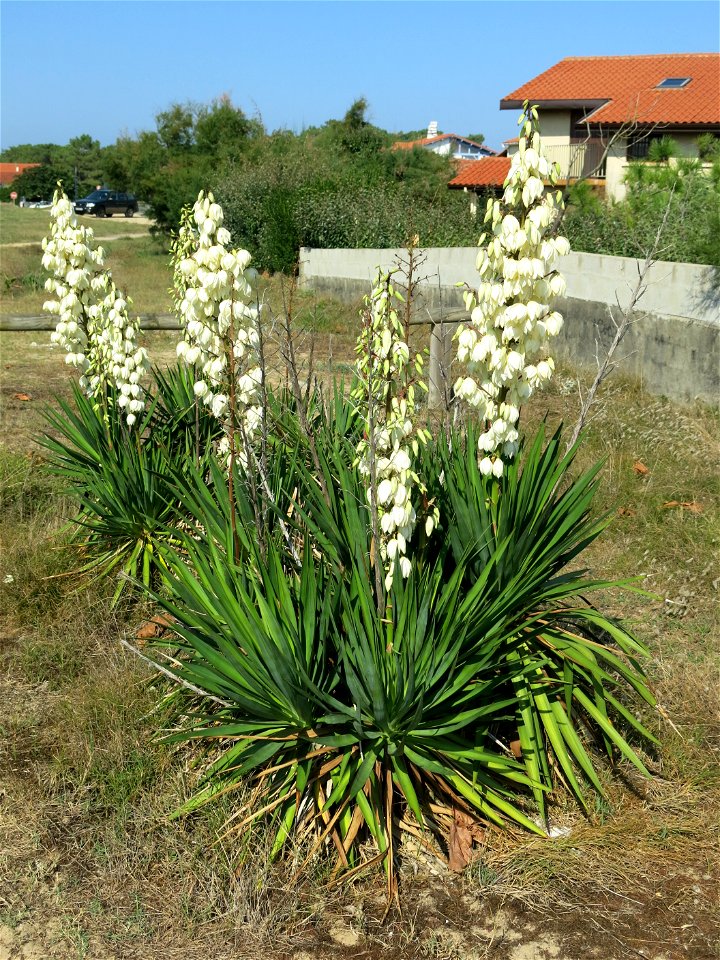 Yucca filamentosa behind the dunes in Capbreton (Landes, France).
