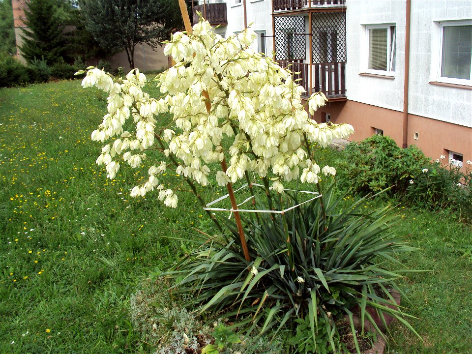 Yuka, Yuca či Yucca mexická na sídlišti Nové Zákupy