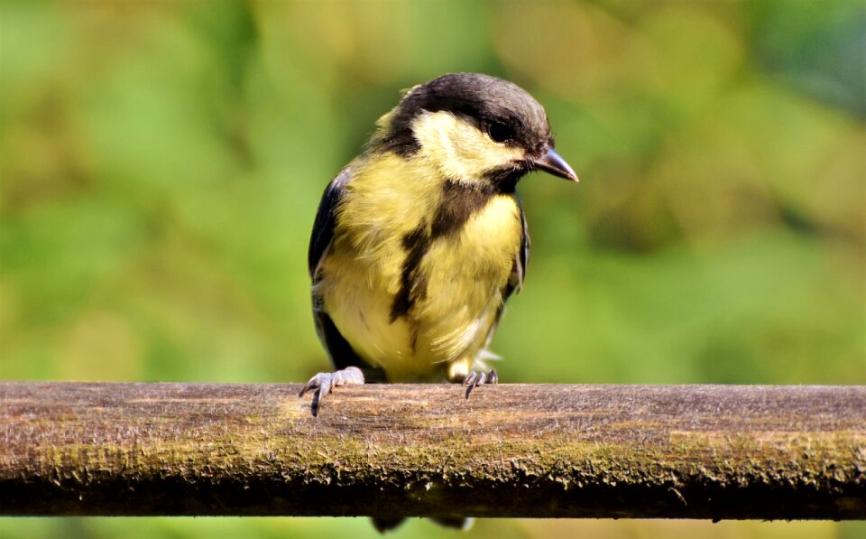 Small bird bill garden