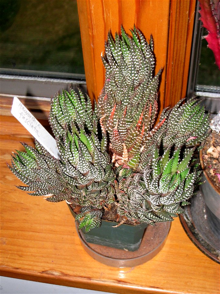 Haworthia fasciata, in a private household in Vermont, USA.