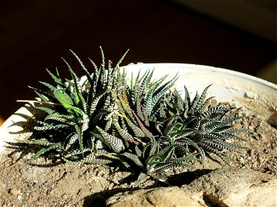 Haworthia attenuata.