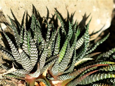 Haworthia attenuata.