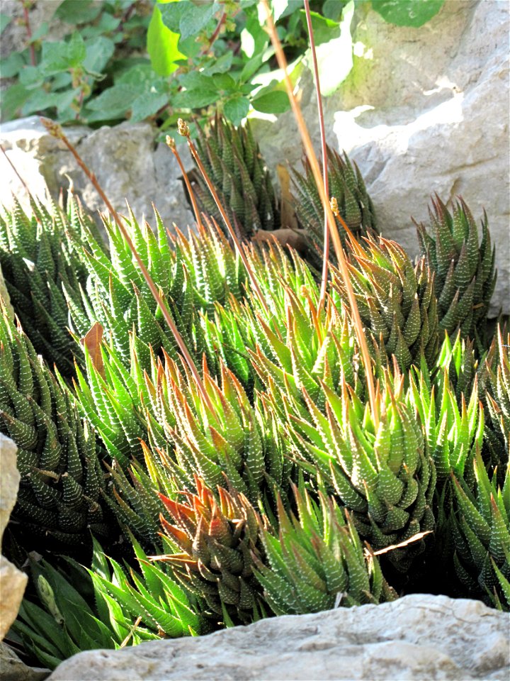 Haworthia fasciata variabilis in the exotic garden of Monaco. Identified by label.