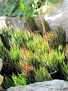 Haworthia fasciata variabilis in the exotic garden of Monaco. Identified by label.
