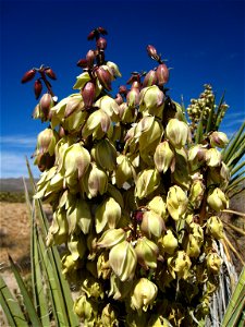 Flowers of the Mojave yucca — . Photographed in Southern California, U.S. photo