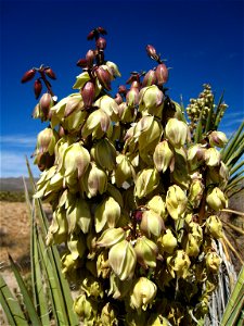 Flowers of the Mojave yucca — . 
Photographed in Southern California, U.S.