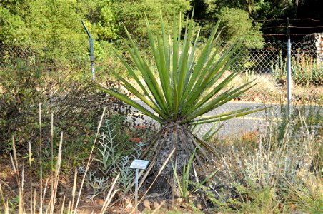 Yucca schidigera in Regional Parks Botanical Garden. Accompanying plaque reads: "Mohave Yucca, Yucca schidigera, 80.36 Liliaceae, Providence Mountains, 3,400', San Bernardino County"