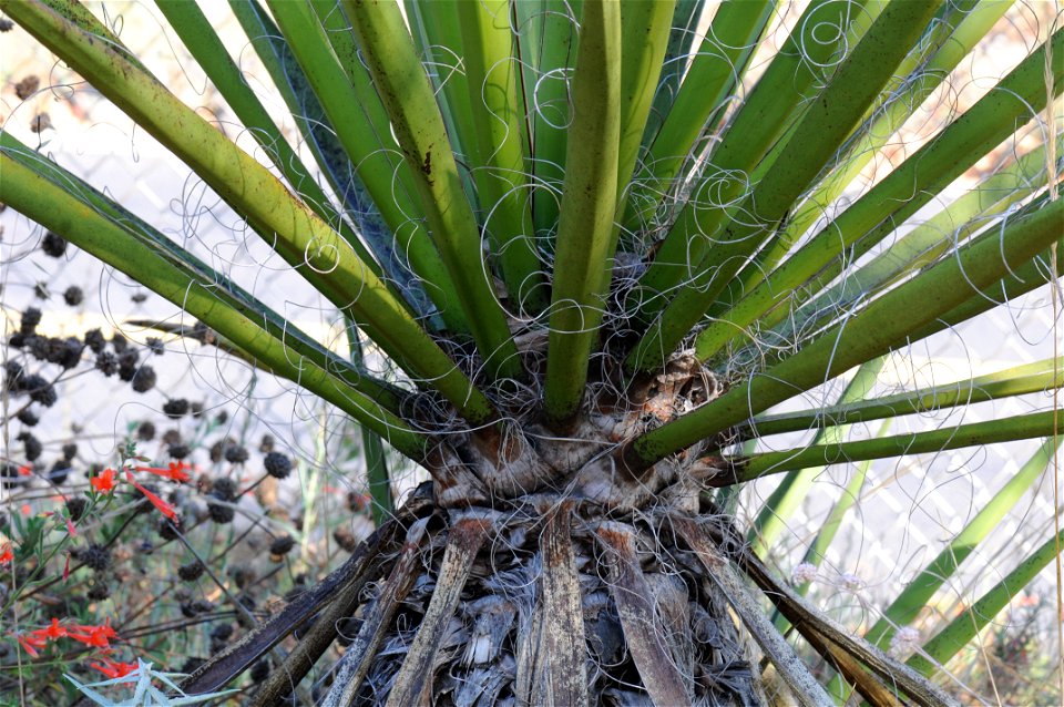 Closeup on Yucca schidigera in Regional Parks Botanical Garden. Accompanying plaque reads: "Mohave Yucca, Yucca schidigera, 80.36 Liliaceae, Providence Mountains, 3,400', San Bernardino County"