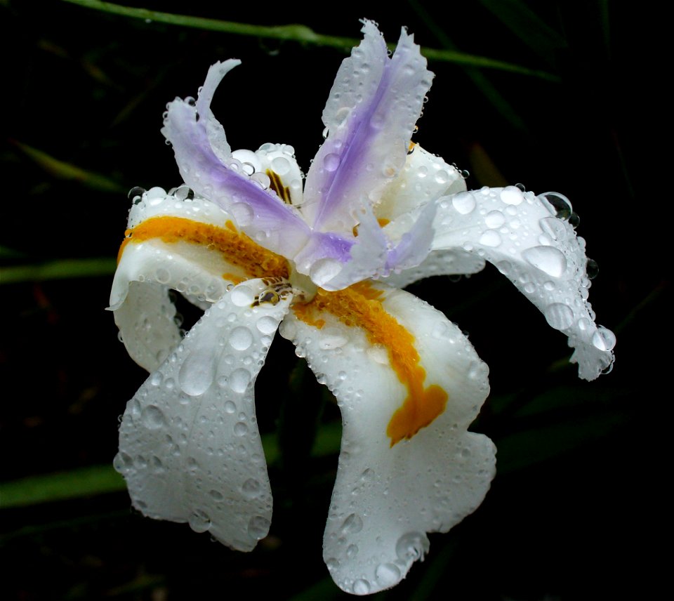 Dietes grandiflora in the rain