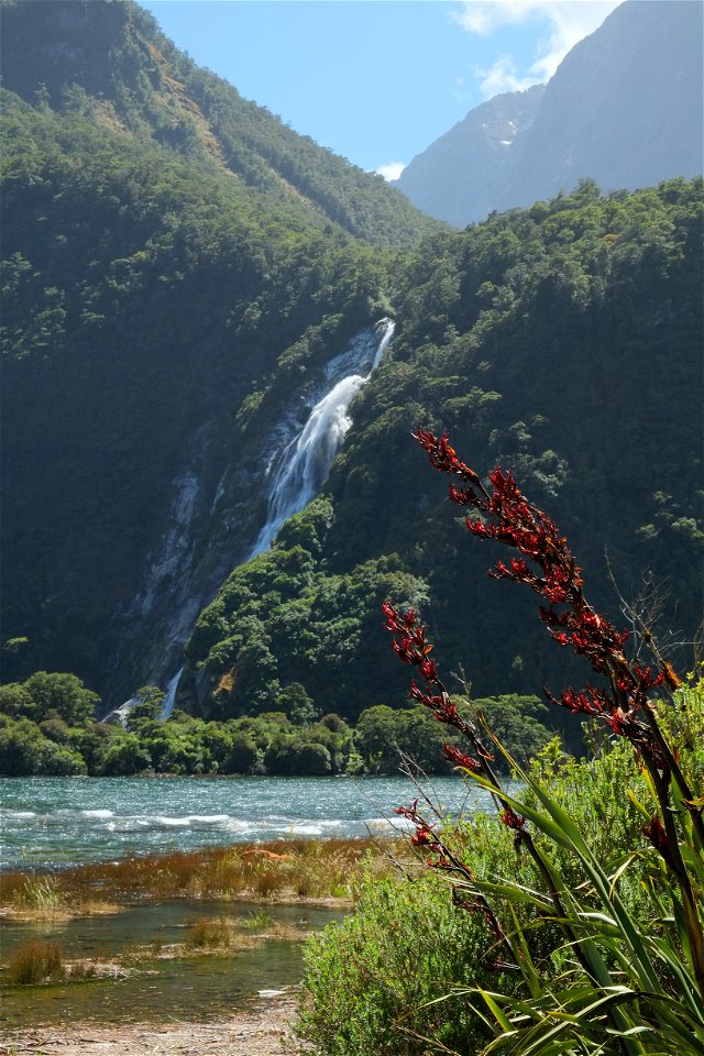 Bowen Falls behind flowering flaxes