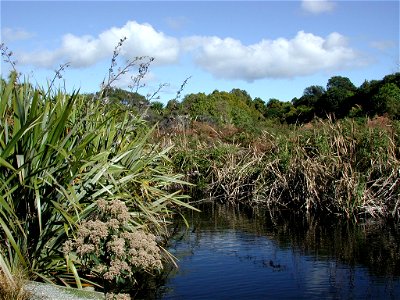 Lake in Nga Manu Nature Reserve, Waikanae. Lined by New Zealand flax plants (Phormium sp.). photo