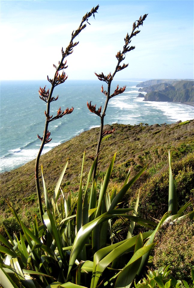 Phormium tenax, New Zealand flax, in flower, Piha, West Auckland, New Zealand.