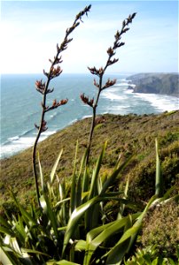 Phormium tenax, New Zealand flax, in flower, Piha, West Auckland, New Zealand.